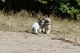 BOULEDOGUE FRANCAIS 183